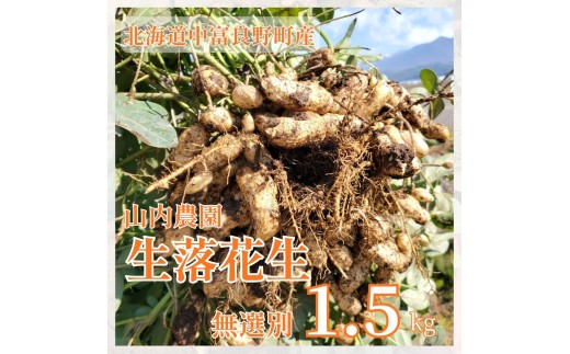 【2026年発送】山内農園の生落花生1.5kg
