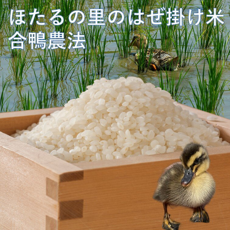 【ふるさと納税】 218 ほたるの里のはぜ掛け米 10kg合鴨農法　新米予約受付中！！