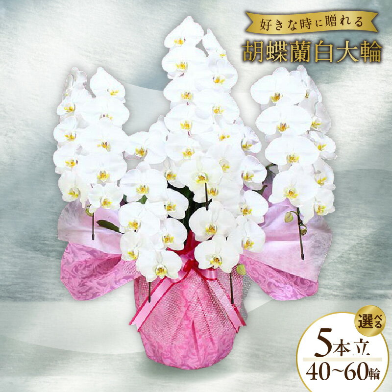 【ふるさと納税】5本立て 白色 胡蝶蘭 40輪 〜 60輪 木製大型木札 または メッセージカード 付き ラッピング 大輪 5本 白 豪華 就任祝い 当選祝い お祝い ギフト 贈答 贈り物 贈答用 プレゼント 生花 花 鉢花 泉佐野市 送料無料