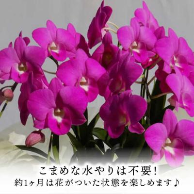 ふるさと納税 糸島市 【30セット限定】デンファレ(洋蘭)5本立ち《糸島》【和饗エコファーム株式会社】[AVI003] |  | 02