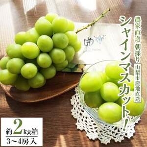【2026発送予定】シャインマスカット (約2kg箱) 農家直送朝どりシャインマスカット3～4房【配送不可地域：離島】【1178162】