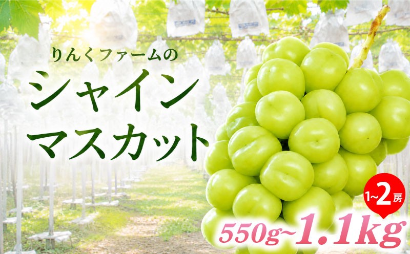 
                  シャインマスカット 種なし 約550g~1.1kg 1房 2房 ぶどう 葡萄 フルーツ 果実 旬 産地直送 ギフト 贈答 プレゼント 贈り物 果物 くだもの しゃいんますかっと 国産 お取り寄せ ふるさと納税 りんくファーム 茨城県 鹿嶋市 【2026年8月下旬より順次発送】
                