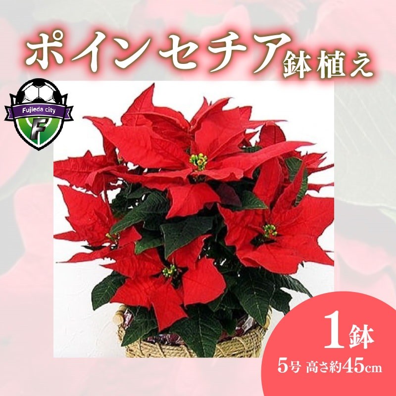 
                  【 先行予約 ：2026年11月発送 】 花 ポインセチア 鉢植え 赤 5号 クリスマス フラワー 冬 ガーデニング ガーデン 庭 贈答 プレゼント ギフト 植物 オンライン決済限定 [4565574]
                