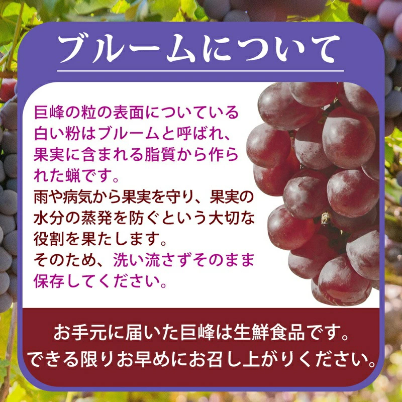 G7316_紀州和歌山産の種なし巨峰ぶどう２房（約800g～1kg）_イメージ5