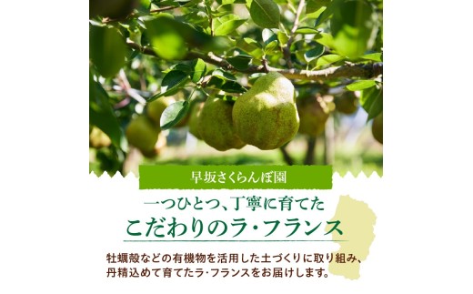 西洋梨（ラフランス）３ｋｇ　0052-2606