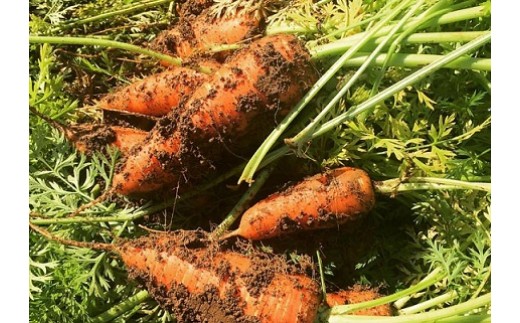 秋の真狩味覚セット B（じゃがいも10Kg！（2種各約5Kg）二種食べ比べと旬の農産物詰め合わせ）【2025年産】北海道真狩村産　お楽しみ　詰め合わせ【0111001】