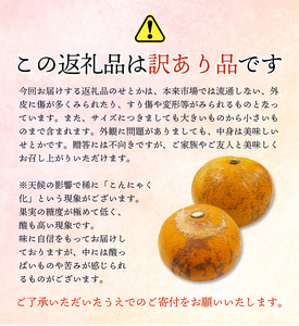 ご家庭用 訳あり せとか 3.5kg 大小混合【2025年2月下旬～順次発送致】 せとか みかん せとか みかん せとか みかん せとか みかん せとか みかん せとか みかん せとか みかん せとか