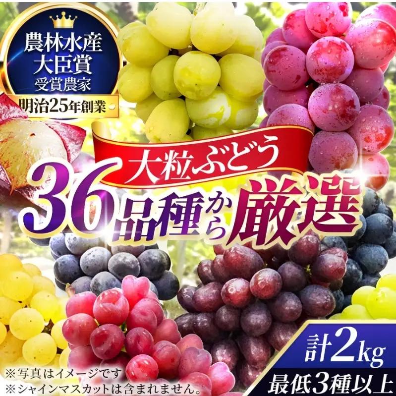 36品種からプロが厳選した「旬の宝石箱」大粒ぶどう詰合せ（シャインマスカット含まず）約2kg（2026年先行予約 8月上旬～8月中旬発送分）