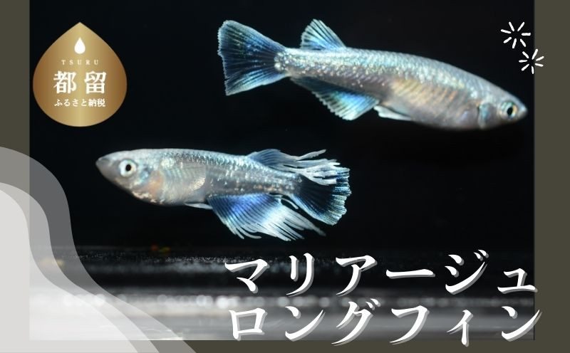 
【夏冬めだか屋はるあき】マリアージュロングフィンめだか　(２ペア)　趣味　ペット　アクア　観賞用　若魚　メダカ
