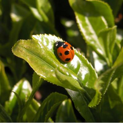 ふるさと納税 藤枝市 山嵐茶 本来の風味が味わえる荒茶づくり 100g×5袋 静岡茶 |  | 02