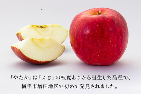 【先行受付】10月上旬より発送 横手市りんご 早生ふじ・やたか【大玉】ご家庭用 約5kg