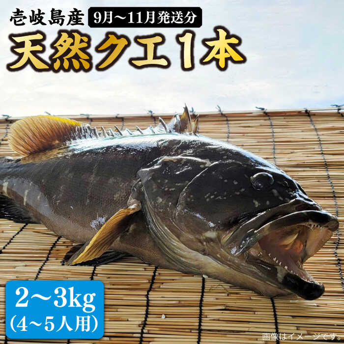 【ふるさと納税】【9月〜11月限定】 天然クエ 丸もの 2〜3kg（鍋・刺身：約4〜5人前）《壱岐市》【丸和水産】[JCJ010] クエ くえ 冷蔵 直送 海鮮 鮮魚 刺身 刺し身 お刺身 クエ鍋 くえ鍋 1本 1匹 高級魚 63000 63000円 冷蔵配送