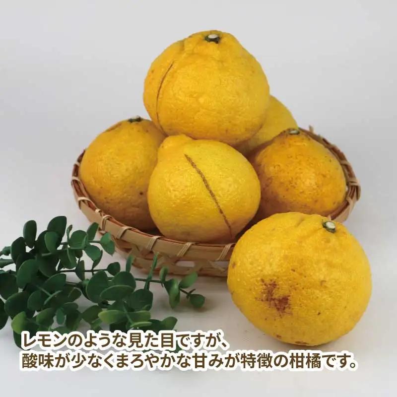 訳あり はるか 約9kg スーパー山田屋 はるか B016-198008