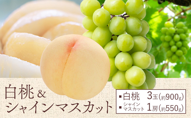 
                  【2026年先行予約】桃 ぶどう 白桃 3玉 約900g（1玉約300g）シャインマスカット 晴王 1房 550g以上 もも 葡萄 詰合せ 岡山 国産 フルーツ 果物 ギフト 桃茂實苑《2026年6月中旬-8月中旬頃出荷》岡山県 浅口市 フルーツ ぶどう 果物 青果【配送不可地域あり】
                