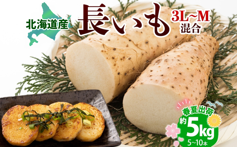 北海道産 長いも 春夏出荷 約5kg 2026年5月上旬～6月下旬頃お届け 長芋 ながいも とろろ 農作物 野菜 新鮮 根菜  山かけ 産地直送 お取り寄せ 送料無料 冷蔵 北海道 洞爺湖町