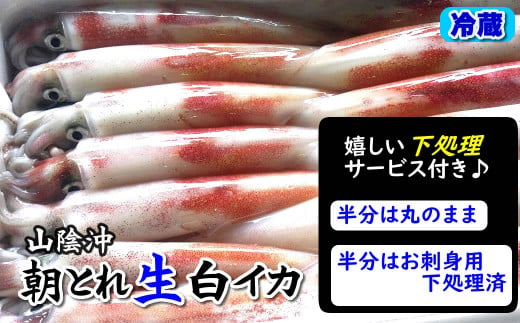 朝とれ白イカ(生・冷蔵)約1.5kg(5-8杯程度入)　半分は刺身用に下処理、半分は丸のままで【1114070】