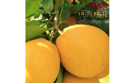 【ご家庭用】河内晩柑 約3.5kg【先行予約】【農家直送】【和歌山県産】【2025年4月上旬～4月下旬発送】