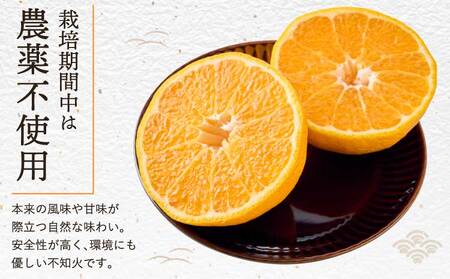 先行予約  自然栽培熊本大見柑 (不知火) 約5kg（15～22玉） 2027年3月上旬から2027年4月中旬発送予定
