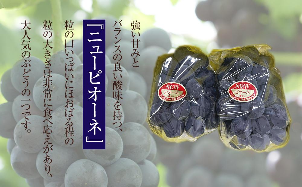岡山県産　ニューピオーネ2房(1房480g以上) 化粧箱入り