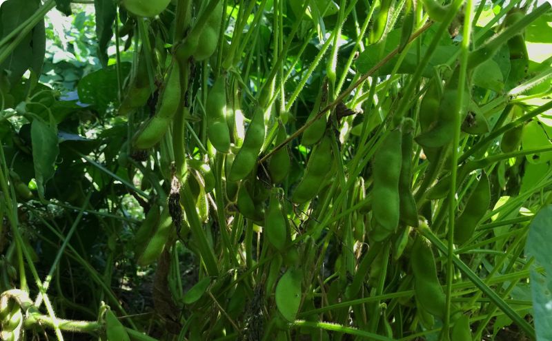 【テレビで話題！】兵庫の新品種黒枝豆 ひかり姫 兵庫県 