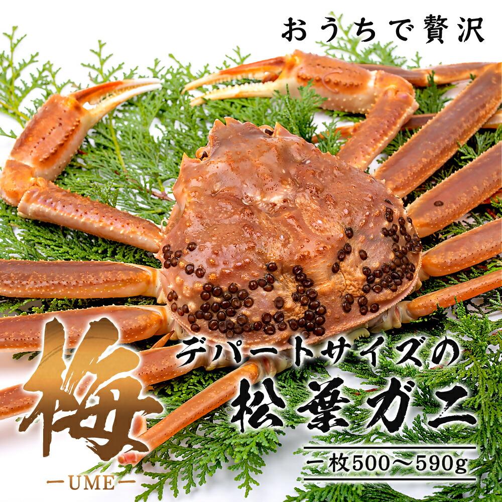 【ふるさと納税】【梅】極選松葉ガニ （ボイル） 500g級 ブランドタグ付（さんチョク） | 鳥取　ズワイガニ　送料無料