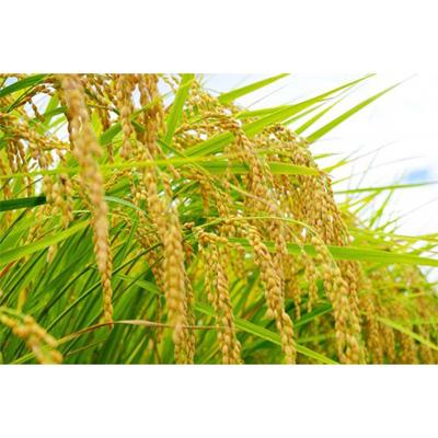 ふるさと納税 武豊町 【毎月定期便】人気のお米 ミルキークイーン10kg≪低アミロース米≫毎月全3回 |  | 02