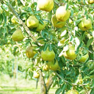 ふるさと納税 中野市 長野県中野市産　旬の洋梨ラ・フランス3kg6〜12玉 |  | 01