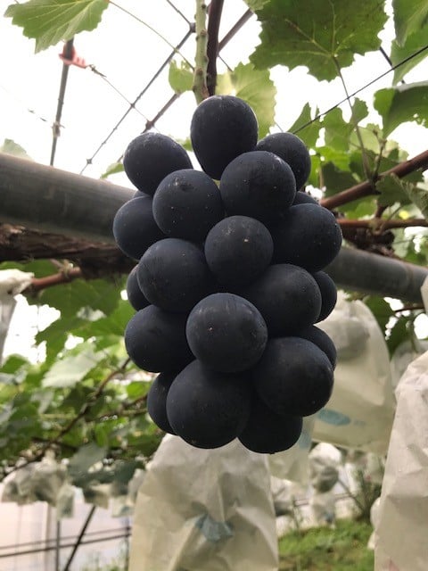 
            【2025年先行予約】ぶどう ナガノパープル 約1.5kg(3房)｜ 果物 フルーツ 黒ぶどう 葡萄 ブドウ 種無し 種なし 皮ごと 千曲市 長野県 信州
          