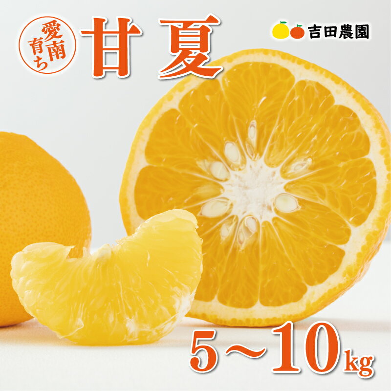 【ふるさと納税】 数量限定 先行予約 選べる容量 甘夏 5kg 10kg みかん あまなつ 夏みかん グレープフルーツ だいだい 産地直送 国産 農家直送 期間限定 特産品 マーマレード ピール ジュース デザート 人気 甘い おいしい フルーツ 果物 柑橘 蜜柑 吉田農園 愛南町 愛媛県