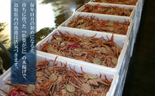 【魚倉】ボイル若松葉ガニ 4尾分8肩（足１から２本なし含む） 松葉ガニ カニ ズワイガニ ボイル 冷蔵 カニ爪 かにしゃぶ カニ刺身 ずわいがに 鮮度抜群 国産 高級 足欠け 足かけ 鳥取県 倉吉市