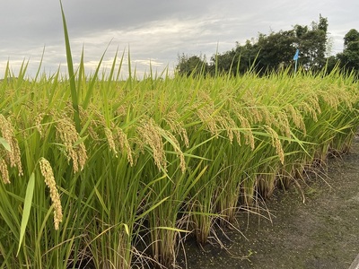 C121 あいお（秋穂）で育ったお米 きぬむすめ 1分づき米 10kg