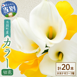 カラー 切花 20本（2～3品種）四季農場《7月上旬-10月中旬出荷》北海道 当別町 花 お花 はな カラー 切り花 冷蔵便 北海道産 当別町産 インテリア