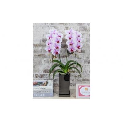 ふるさと納税 山口市 【農林水産大臣賞受賞品種】スタイリッシュな『乙姫(おとひめ)』*角鉢*2本立 D368 |  | 01