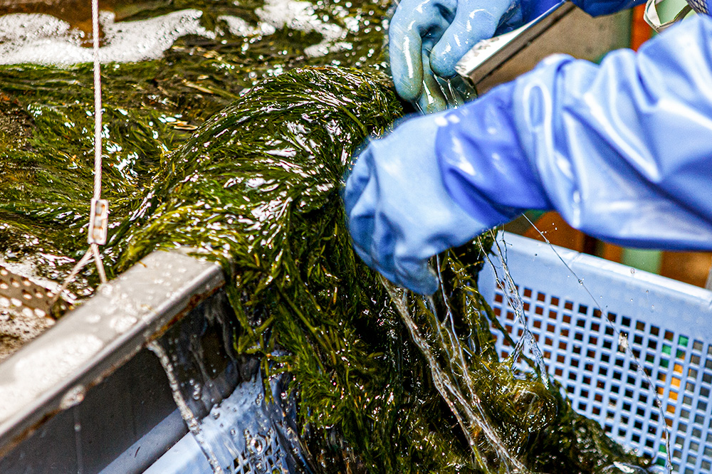 ぎばさ(あかもく) 200g×10個セット