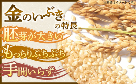 山形県飯豊町産 金のいぶき 玄米 4kg (R7年産） - 玄米ブランド 米 玄米ごはん 品種 銘柄 ブランド米 玄米食 食物繊維 ビタミン いいで農産 山形県 飯豊町【価格改定】