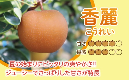 【先行予約】 数量限定 淡海なし 香麗 3kg 箱入り（サイズ：