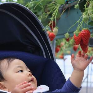 【土日祝限定】食べ放題!いちご収穫体験チケット Refarm YOSHIMI 370【1697685】