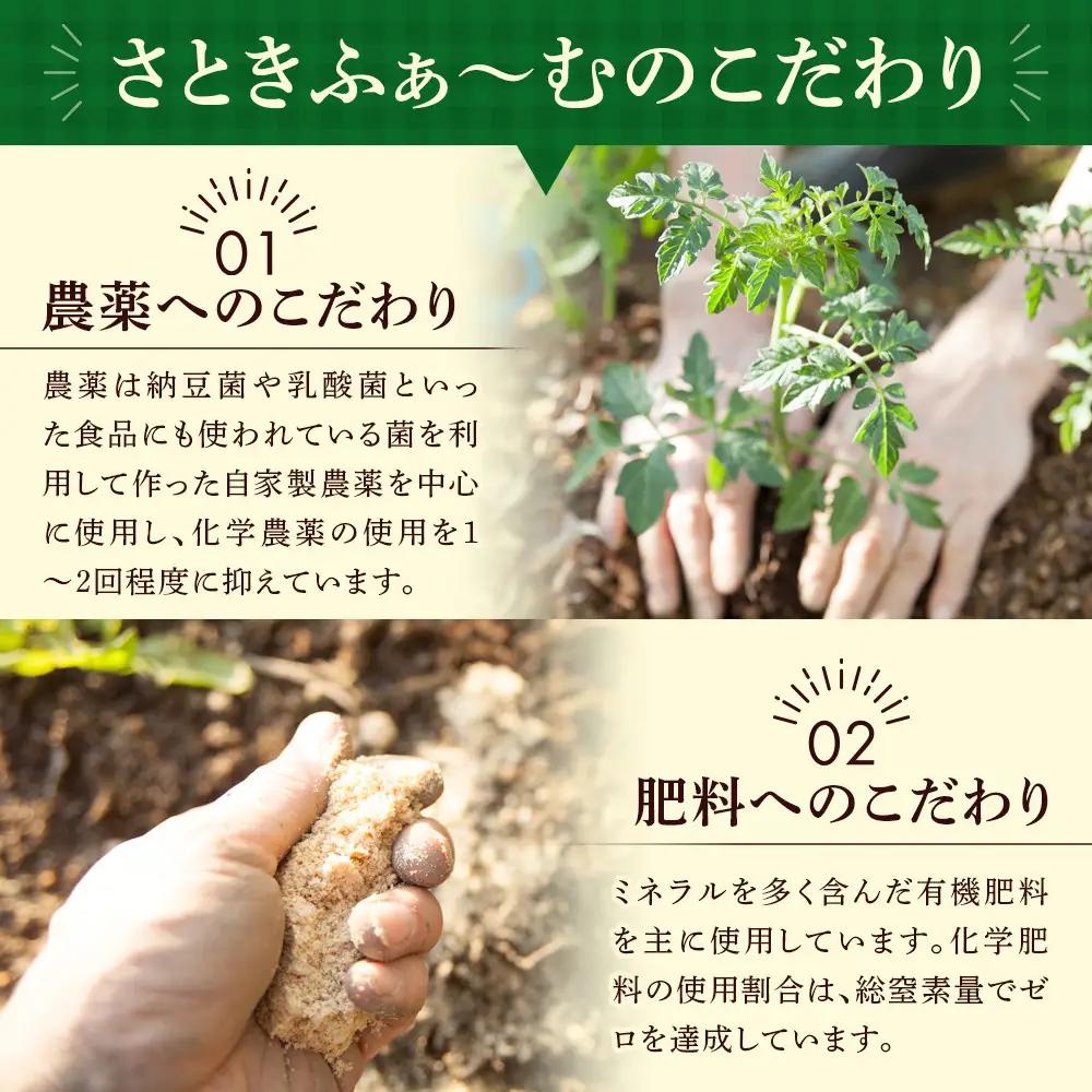 旭川市西神楽産 桃太郎トマト4kg（2026年6月中旬～発送開始予定）トマト _00960