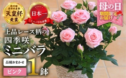 【母の日】ミニバラ ピンク 鉢植え レース柄 産地直送 品種おまかせ のため 訳あり [5月7日～10日 お届け] 四季咲き 花 ガーデニング 生産量 日本一 天皇杯 ※沖縄 離島配送不可 薔薇 セントラルローズ [mt1896pink] 10000円 1万