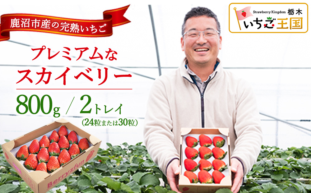 プレミアムな完熟スカイベリー（24粒または30粒）2トレイ800g 【先行予約/数量限定】| 栃木県 鹿沼市 産地直送 旬 いちご こだわり 高級品 贈答用 イチゴ 苺 果物 フルーツ 期間限定 ※2026年12月～発送