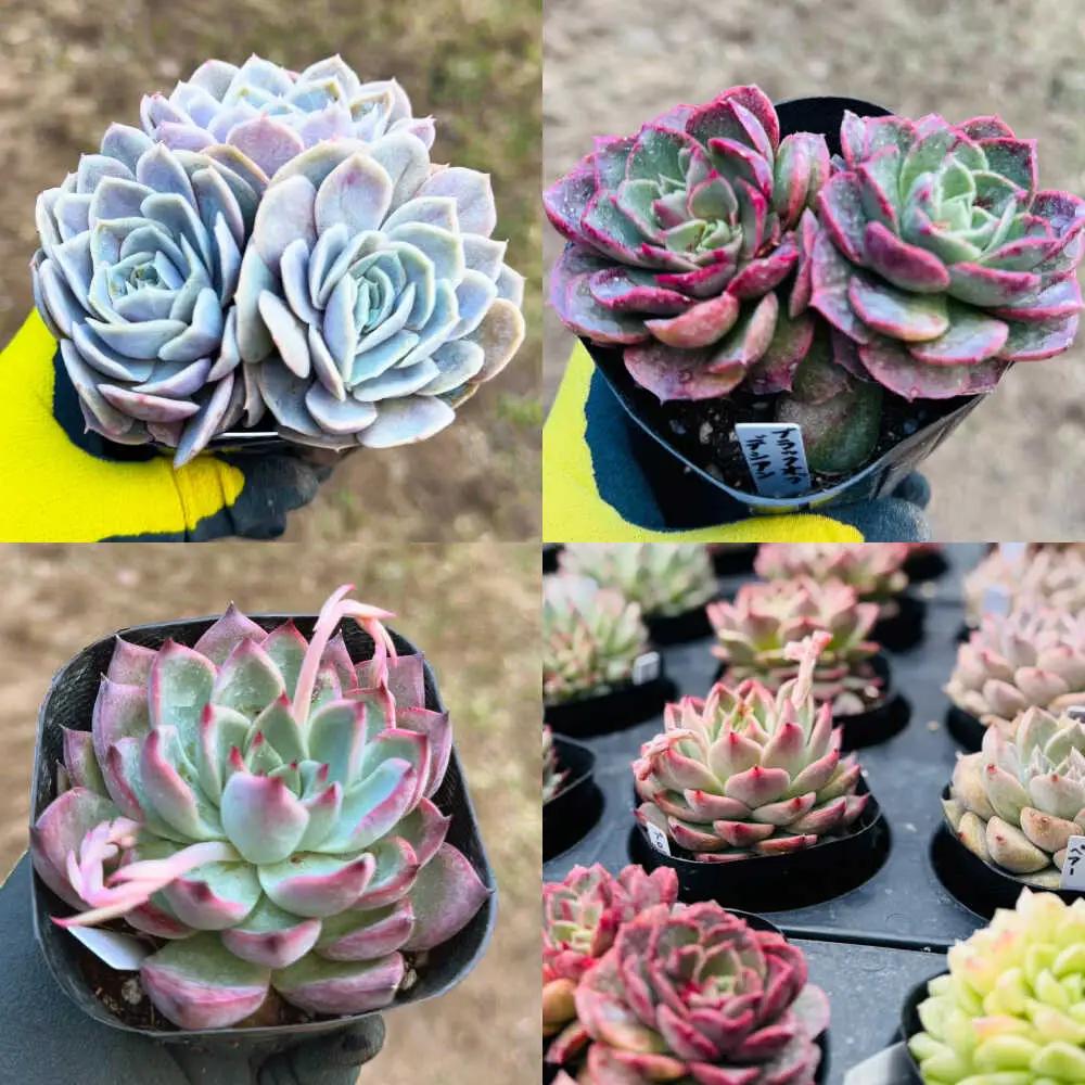 多肉植物 9センチポット 大型苗 デカベリア エケベリア おまかせ 5種セット  【mucca】[ATHD003]