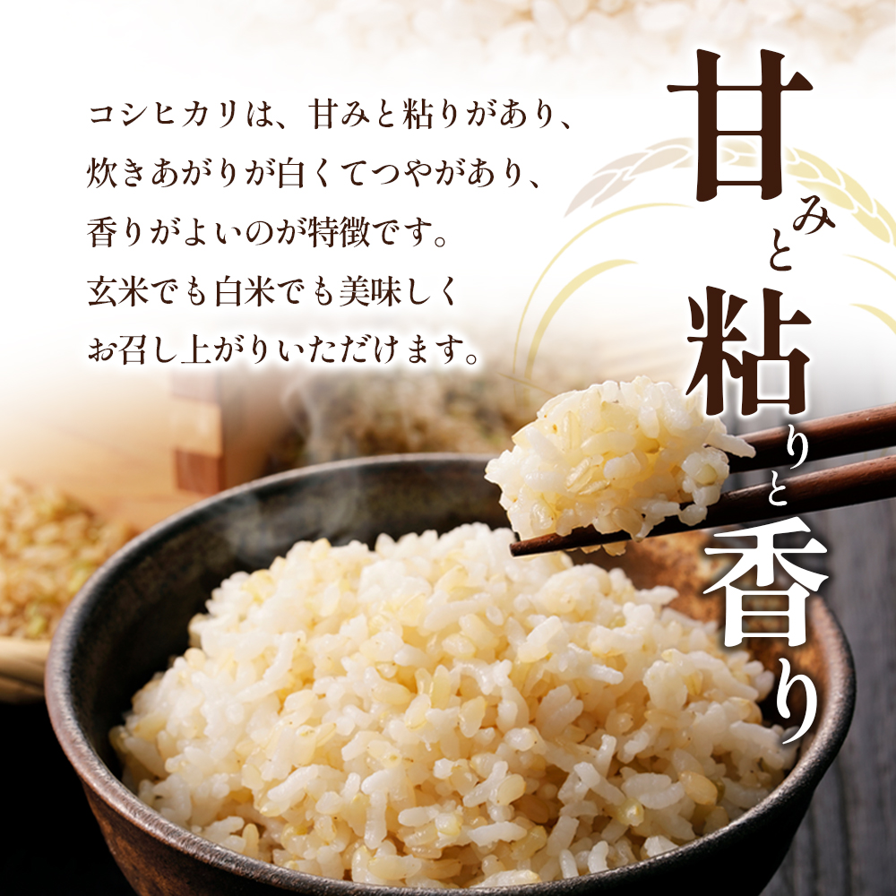 令和7年産　新米「コシヒカリ」10kg（玄米）  お米 10kg