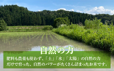 【先行予約】【定期便12回】令和6年産 新米 伊与衛門農園の自然栽培コシヒカリ精米 5kg×12回  伊与衛門農園の特別栽培米＜温度と湿度を常時管理し新鮮米を出荷！＞ / 米 白米 自然の力 高品質 