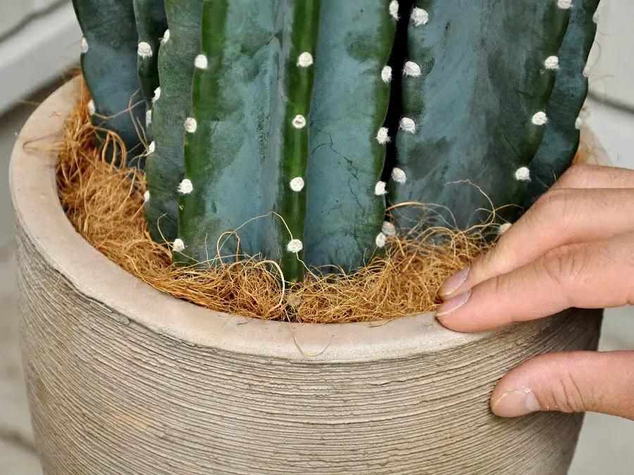 柱サボテン　デザインの良いテラコッタ鉢の鉢植え　サボテン　セレウス　鉢セットお買い得　カクタス　C4カクタス　敬老の日　ポイント消化　観葉植物