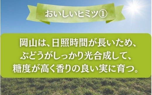 【2026年先行予約】＜お試し＞岡山県産 シャインマスカット ２kg以上 (3~5房)【fsfm009-01】