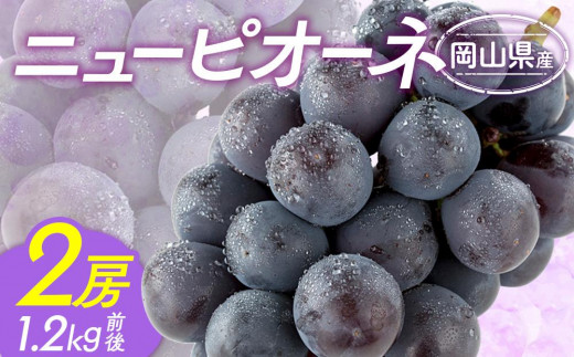 ぶどう 2026年  ニュー ピオーネ 2房 合計1.0kg前後 ブドウ 葡萄  岡山県産 国産 フルーツ 果物 ギフト