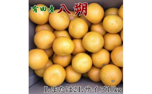 ZD6307n_【2027年先行予約】【手選果】有田産の 八朔 10kg 大玉 (Lまたは2Lサイズいずれかお届け)