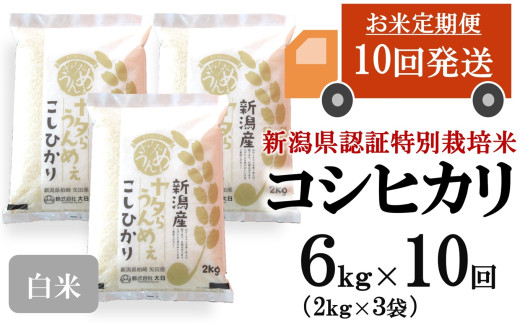 【令和8年産新米・10ヶ月定期便】コシヒカリ 白米 6kg（2kg×3袋）×10回（計 60kg）ヤタらうんめぇ お米 水田環境鑑定士在籍[Y0512]