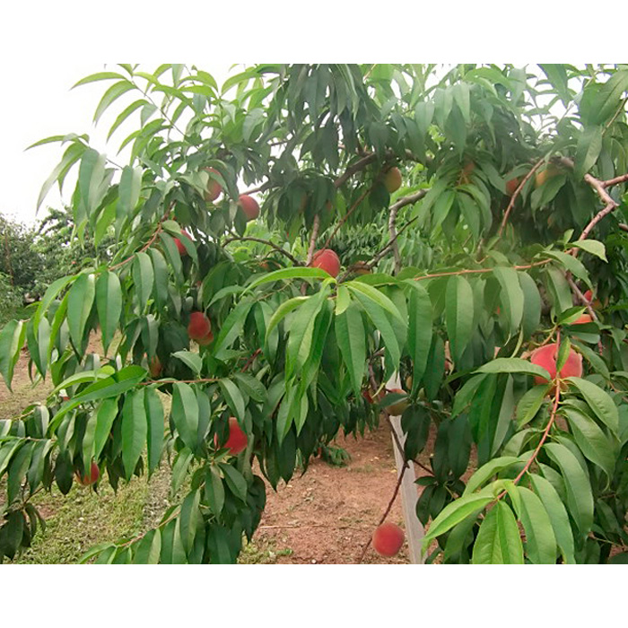 山形産晩生のかための桃5kg(さくら、だて白桃) 【令和6年産