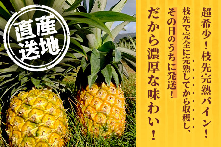 【先行受付】希少！濃厚！「枝元完熟・てのひらジュワリーパイン」2024年6月～8月順次発送 OI-5